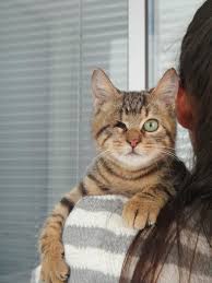 Lutfen Yuva Bizim Gozlerimiz Kor Sokaklarda Yasayamayiz Kor Animals Cats