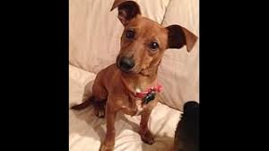 A trait dachshund terrier mix has? Freddy Dachshund Terrier Mix Youtube