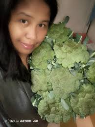 Harvesting Broccoli in Organic Gardening