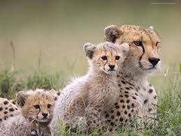 Les meilleurs programmes gratuits de webshots desktop animal, le grand ours, perroquet. Epingle Sur Nature