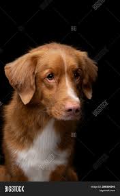 Ducks, for reasons known only to them, are fatally attracted to the sight of red foxes. Portrait Dog On Black Image Photo Free Trial Bigstock