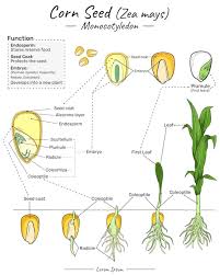 Image result for Zea mays