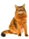 Somali Cat Breeders - Somali Kittens for Sale