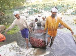 Not at all like its name, it is not identified with chestnut in at any rate. Water Chestnut Pond A Centre Of Attraction