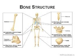 27) the lacunae of osseous tissue contain. Human Anatomy Physiology Second Edition Chapter 06 Bones