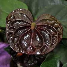 Black Queen Anthurium Plant Anthurium Plant Anthurium Anthurium Flower