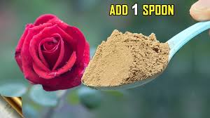 Jobe's manure is made up of fast dissolving granules that timey release the nutrients into the soils. Magical Organic Fertilizer For Flowering Fruiting Organic Rock Phosphate Youtube