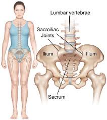 Image result for Lumbar vertebrae