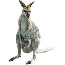 A Mother Kangaroo With Her Baby In Pouch Is Bounding Around Your Photoshop Project Kangaroo Animal Coloring Pages Photoshop