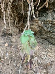 Image result for Coleus cylindraceus