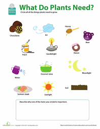 What Do Plants Need Worksheet Education Com Science Worksheets Plants Worksheets Plant Lessons