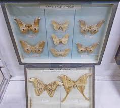 Cauta cazare langa muzeul de istorie naturala : Muzeul De Istorie NaturalÄƒ IaÈ™i Din IaÈ™i Planiada