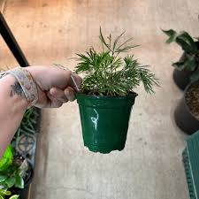 Image result for Actiniopteris