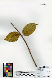 Image result for Acridocarpus chloropterus