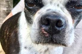 Image result for mastocytoma in dogs