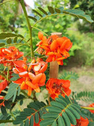 Image result for Sesbania