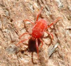 Maybe you would like to learn more about one of these? Clover Mites Concrete Mites Kentucky Pest News