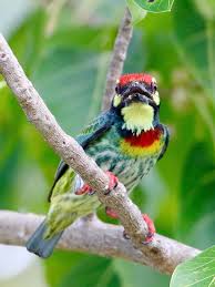 Coppersmith Barbet Gbtb Singapore