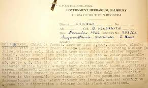 Image result for Neoschumannia cardinea