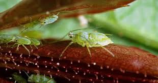 Die Besten Hausmittel Gegen Blattlause Hausmittel Gegen Blattlause Pflanzen Hausmittel