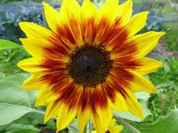 Bunga matahari tidak hanya indah, tetapi juga mempunyai banyak manfaat bagi kesehatan tubuh manusia, salah satunya terletak pada bagian biji bunga matahari. Jenis Jenis Bunga Matahari Tercantik Lengkap Dengan Manfaat Dan Fakta Uniknya Kuya Hejo
