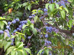 Image result for Memecylon