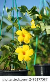 Image result for dipladenie amonea