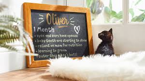 Though the common perspective on cat years and human years is trying to figure out how old our cats are in human years, that conversion. Kitten Stages Of Development What To Expect