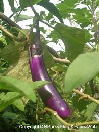 Image result for Solanum melongena