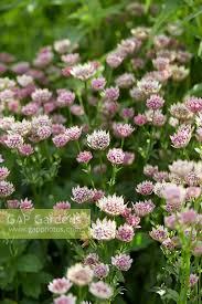Image result for Astrantia major `Roma`