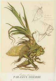 Stray Sod Spiderwick Chronicles Spiderwick Art