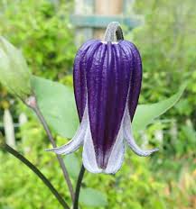 Maybe you would like to learn more about one of these? Clematis Roguchi In The Clematis Database Garden Org