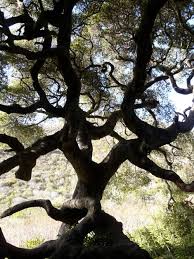 Coast live oak is a food plant for the beautiful california sister butterfly. Quercus Agrifolia Coast Live Oak