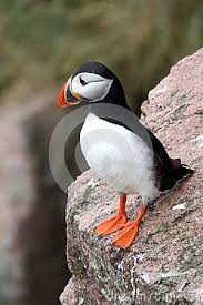 Atlantic Puffin In Scotland Puffins Bird Puffin Scotland