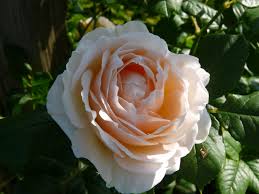 We did not find results for: Uetersener Klosterrose Climbing Rose Rosarium Lottum