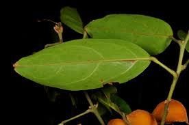 Image result for Ellipanthus