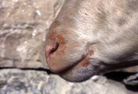 Image result for Trombicula autumnalis bites