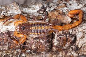 Other scorpions, particularly the striped bark scorpion, centruroides vittatus, and the hentz striped scorpion centruroides hentzi, have been introduced accidentally with the movement of items from their native areas and could become established in other areas of north carolina. Hentz Striped Scorpion Centruroides Hentzi Chris Rorabaugh Photos