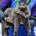 Nebelung Kittens for Sale & Cats for Adoption | Sweetie ...