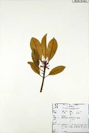 Image result for Manilkara koechlinii