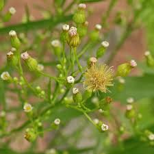 Image result for Conyza