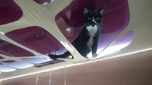 Кот натяжной потолок