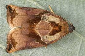 Image result for Archips podanus