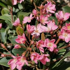 Image result for Rhaphiostylis