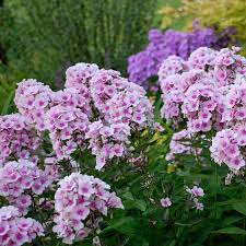 Phlox Paniculata Bright Eyes In 2020 Tall Phlox Phlox Plant Phlox Perennial