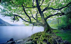 Windows Wallpaper