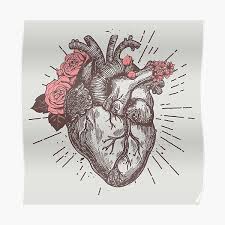 Maybe you would like to learn more about one of these? Anatomical Heart Posters Redbubble