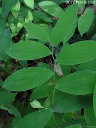Image result for Clutia sessilifolia