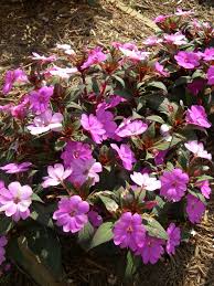Image result for Impatiens