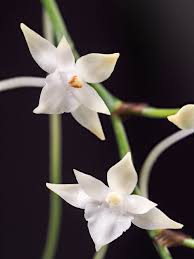 Image result for Rangaeris muscicola